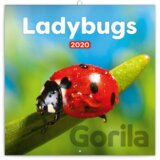 Poznámkový kalendář / kalendár Ladybugs 2020