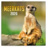 Poznámkový kalendář / kalendár Meerkats 2020
