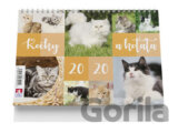 Kočky a koťata - stolní kalendář 2020
