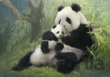 Cuddling Pandas