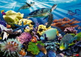 Reef Life