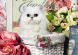 Cat in Basket