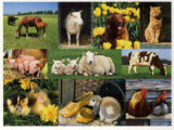 Farm Animals
