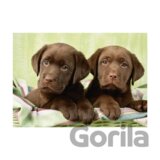 Labrador