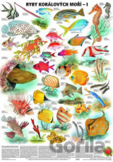Plakát - Ryby korálových moří 1. díl