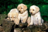 Puppy Labradors