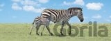 Záložka Úžaska Zebra s mládětem