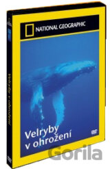 Velryby v ohrožení (National Geographic)