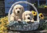 Psy v košíku