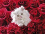 Mačka v ružiach