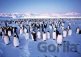 Kolónia tučniakov
