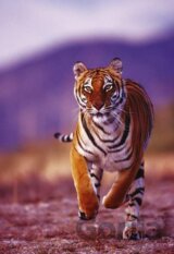 Divoký tiger