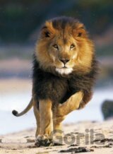 Running Lion