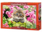 Kitten in Flower Garden