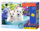 Westie Puppies