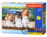 Shelties in the Lavender Garden