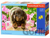 Cute Dachshund