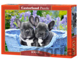 French Bulldog Puppies