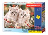 Persian Kittens