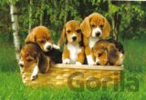 Beagle šteniatka