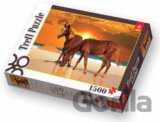 Stallions on the Beach