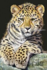 Malý leopard