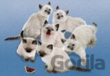 Butterfly Cats