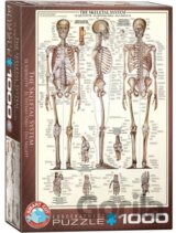 The Skeletal System