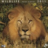 Wildlife 2011