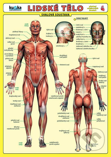 Lidské tělo - Přehled orgánových soustav - Svalová soustava - Petr Kupka a kolektiv