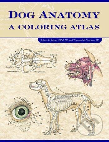 Dog Anatomy