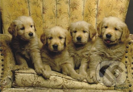 Gold Red Pups - 