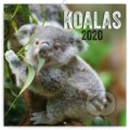 Poznámkový kalendář / kalendár Koalas 2020 - 