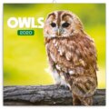 Poznámkový kalendář / kalendár Owls 2020 - 