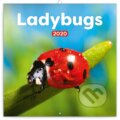 Poznámkový kalendář / kalendár Ladybugs 2020 - 