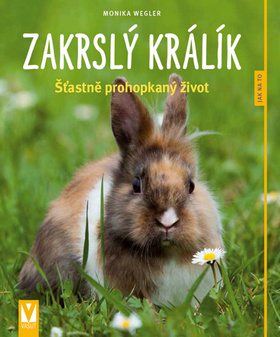 Zakrslý králík kúpite na Gorila.sk